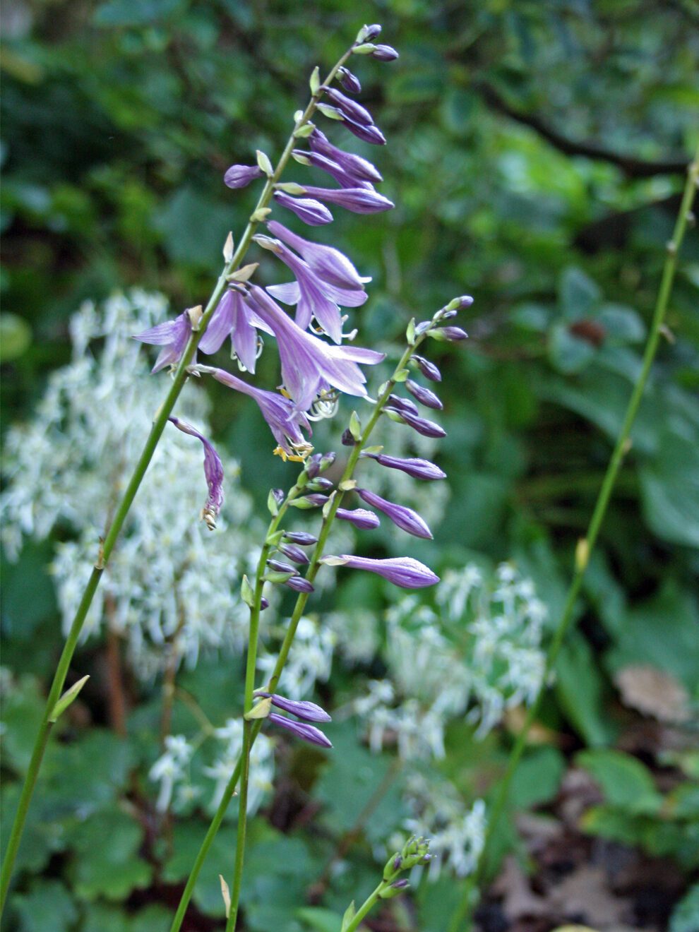 Funkie (Hosta)