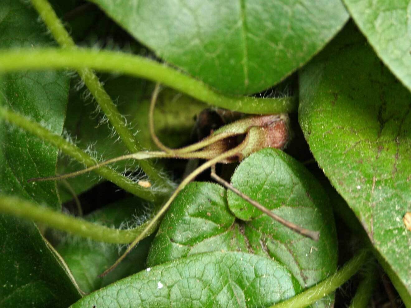 Asarum caudatum