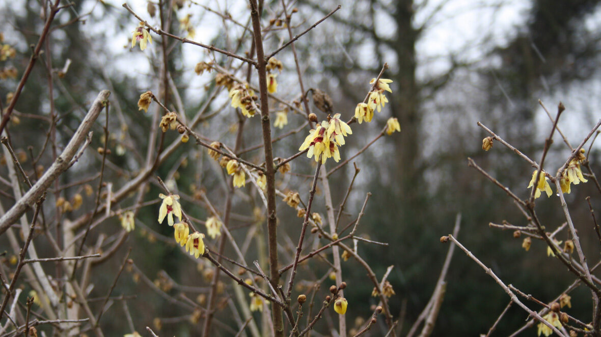 Chinesische Winterblüte (Chimonanthus praecox)