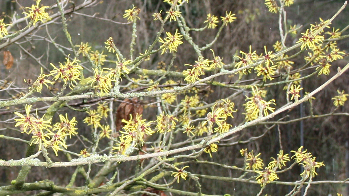 Zaubernuss (Hamamelis mollis)