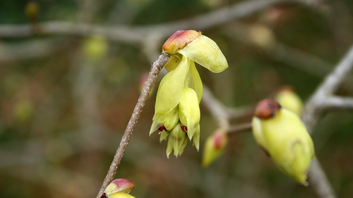 Scheinhasel (Corylopsis spicata)