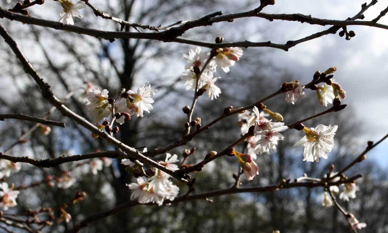 Prunus subhirtella