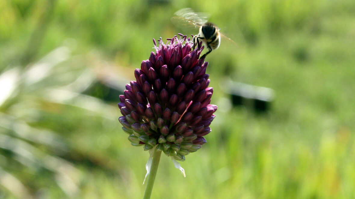 Kugel-Lauch (Allium sphaerocephalon)