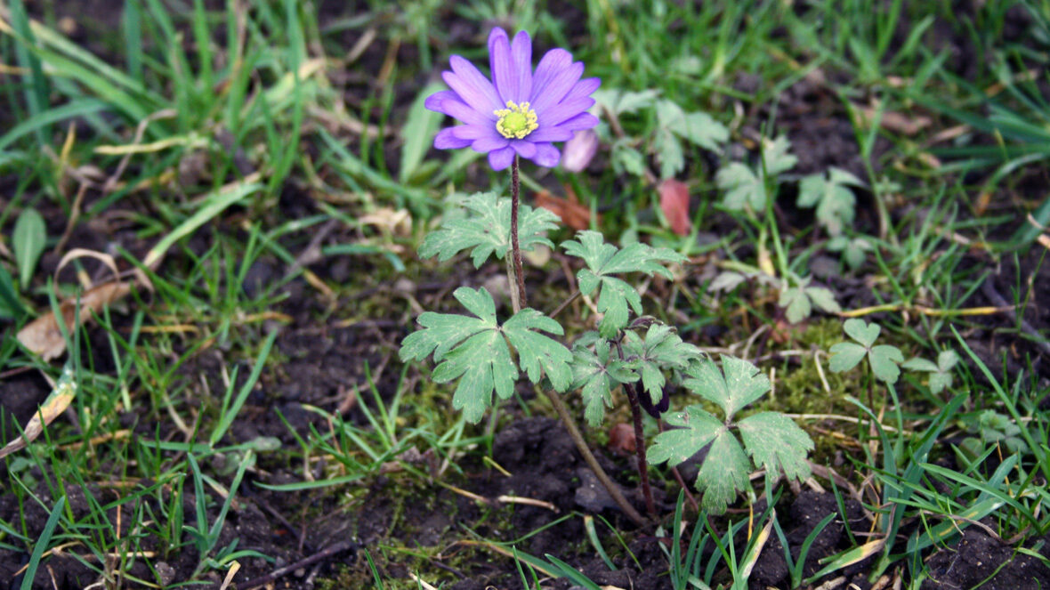 Strahlenanemone (Anemone blanda)