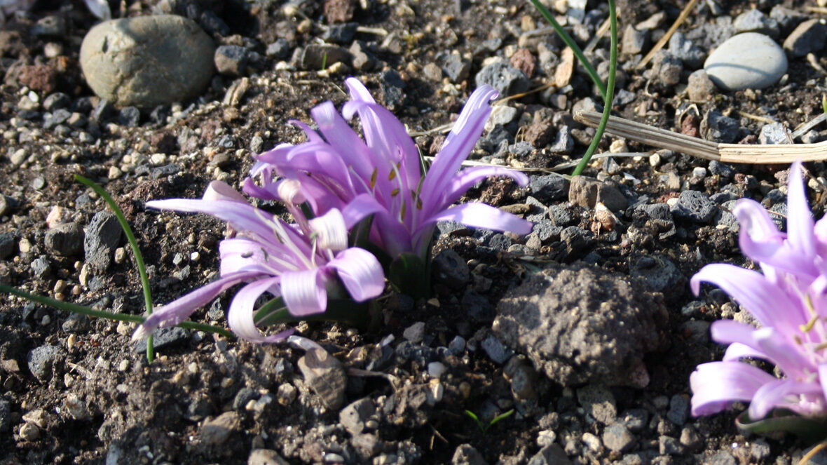 Frühlings-Lichtblume (Bulbocodium vernum)