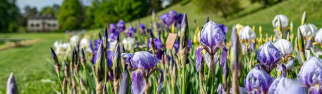 Bald blüht die Iris-Sammlung